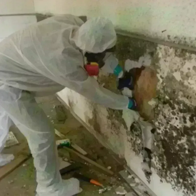 Mold Remediation and Removal in Gholson, TX